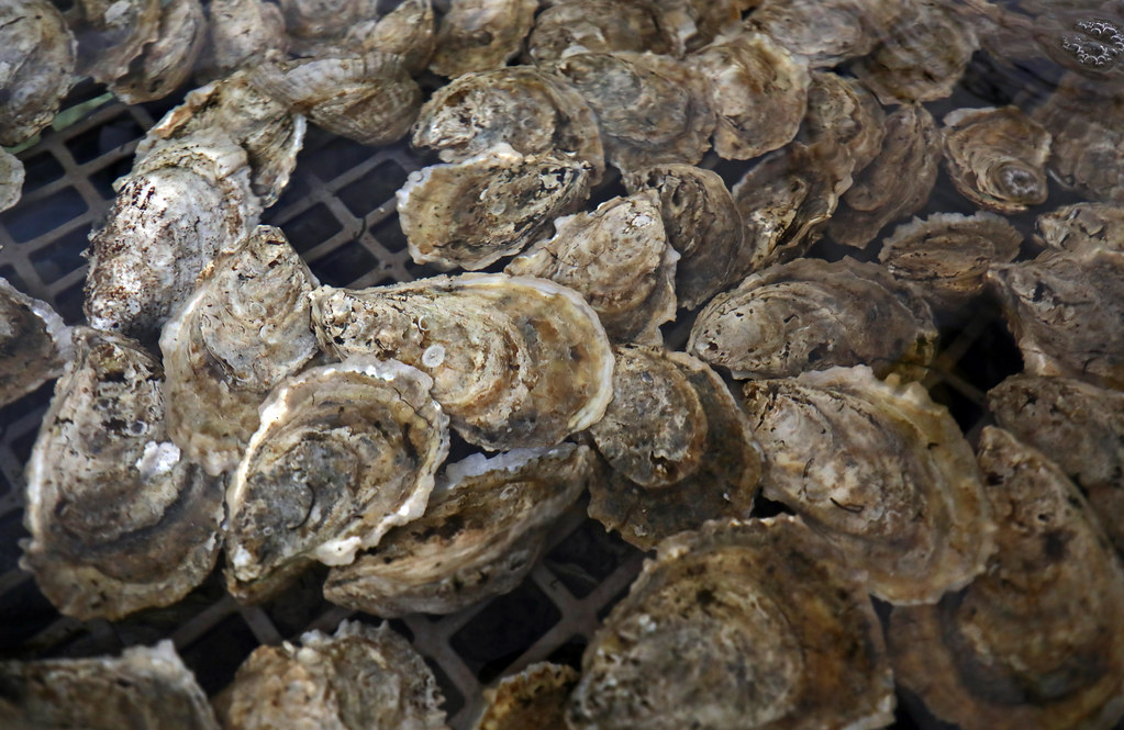 Oyster Seed Holdings Mike Congrove, a Virginia Institute o… Flickr