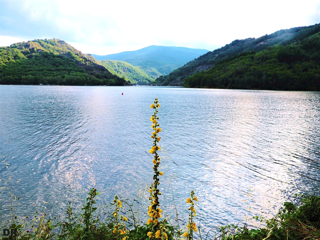 lac de Villefort Lozère daisy Flickr