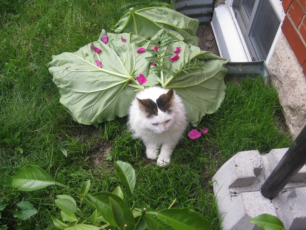 Evil fluffy cat patiently endures rhubarb leaves and rose … Flickr