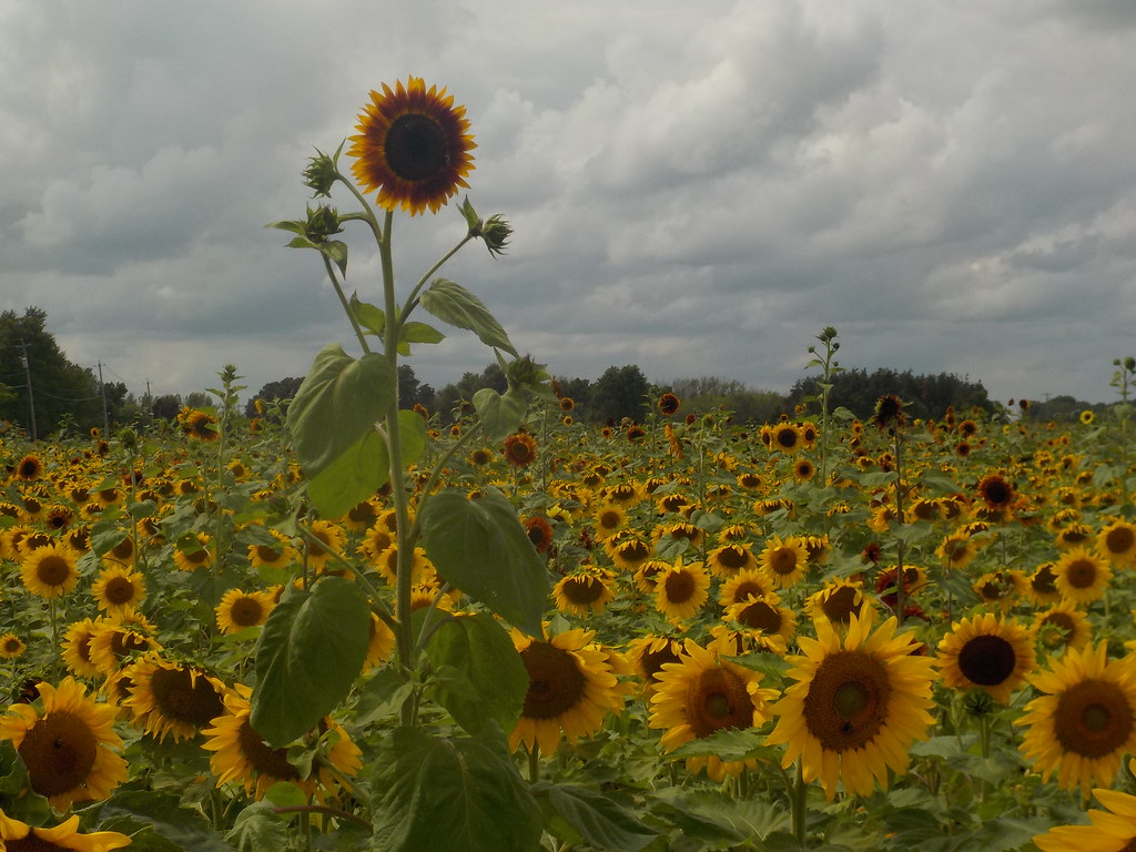 SUNFLOWERS OF SANBORN August 20, 2018 Carolyn Flickr