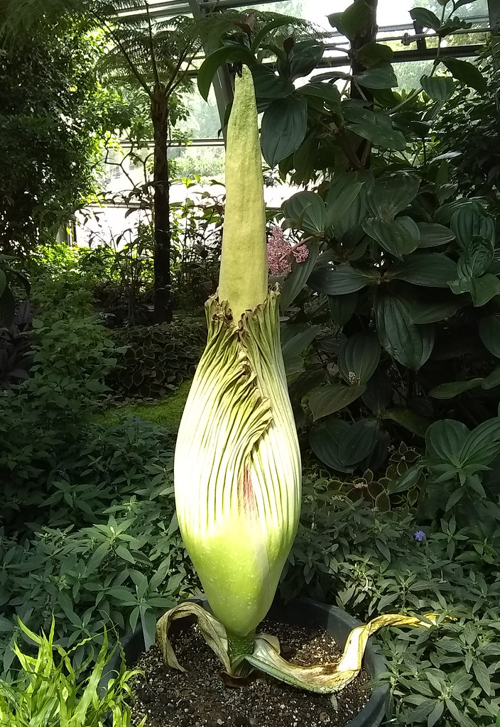 Amorphophallus titanum Species producing biggest flowers i… Flickr