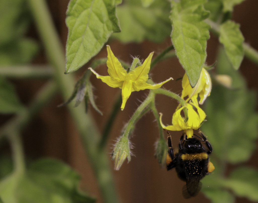 Bee and Tomato Plant The bees are currently enjoying the g… Flickr
