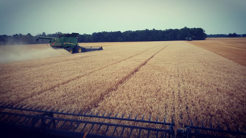 Schemper Harvesting North Dakota Spring Wheat 2018 All Aboard Wheat