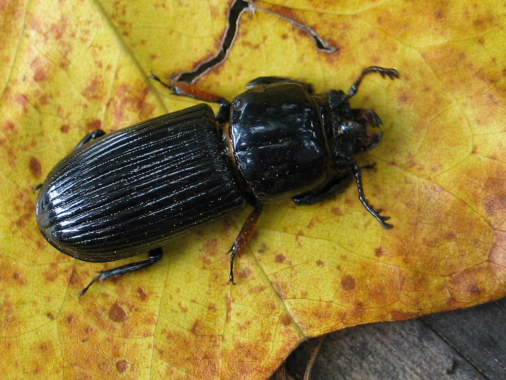 Patent Leather Beetle Odontotaenius disjunctus Thomas Strömberg Flickr