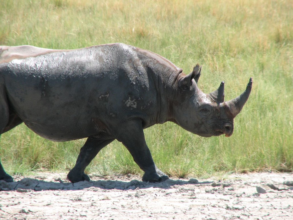 African Rhino Extinct Conservation Efforts Taken Rhino Rest African Rhino Extinct Conservation Efforts Taken Rhino Rest