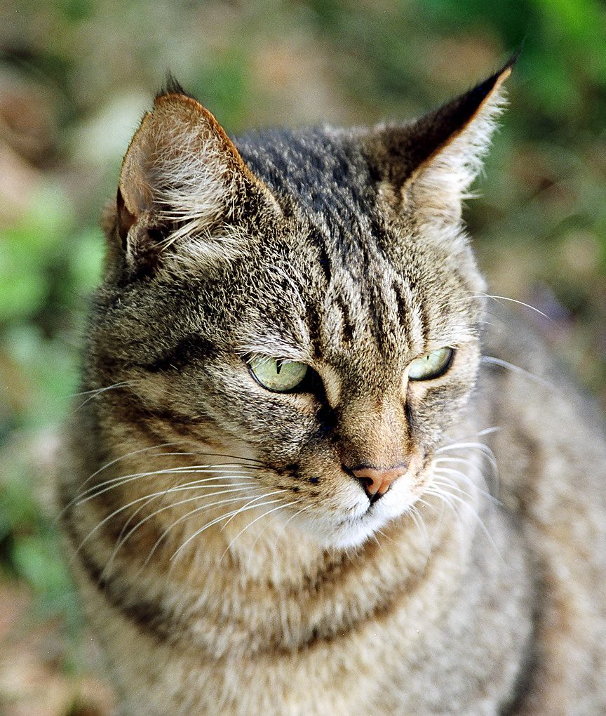 That South African Cat again Still at the Lake Chrissie gu… Flickr