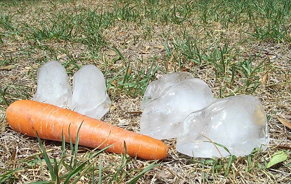 ice rabbits Five ice cube rabbits, exploring the real worl… Flickr