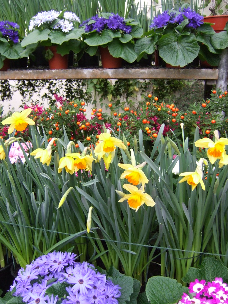 IRELANDFUJI0417 Flowers in the Belfast Botanical Gardens Dennis