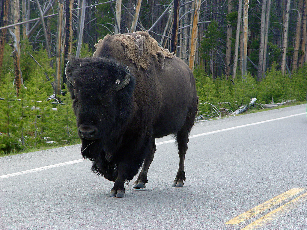  Bison lane Bison walking on the road next to our Van i… Flickr