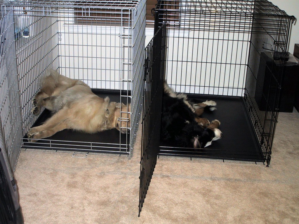 Who Says Dogs Can't Love Crates? When the crates were in t… Flickr