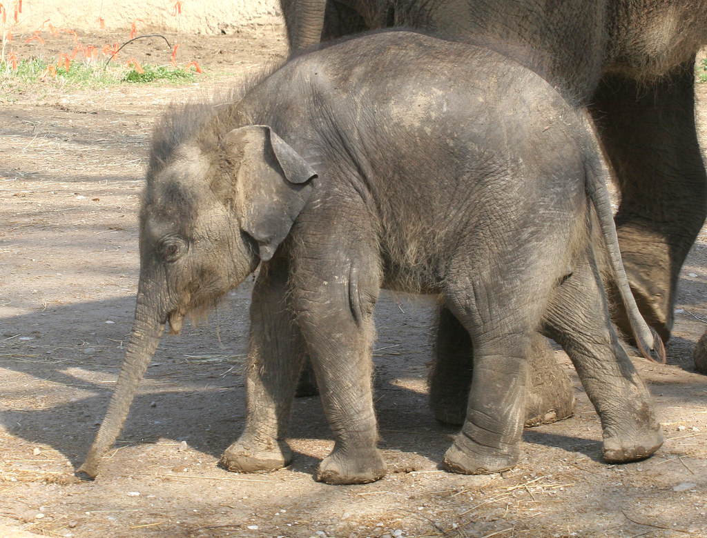 Baby Asian Elephant Tad Arensmeier Flickr
