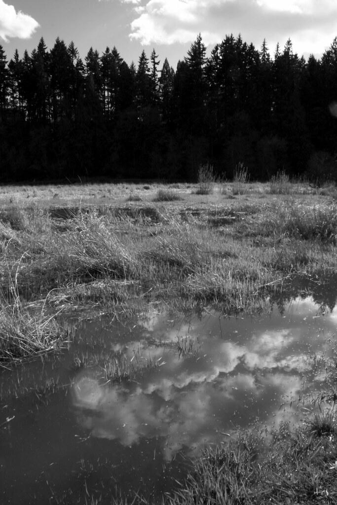 IMG_0160 copy.jpg The Salmon Creek Creek in Vancouver, WA.… Flickr