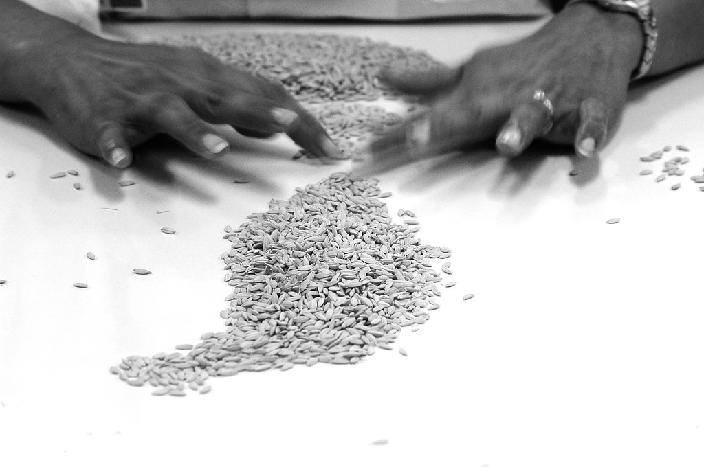 rice sorting Bad grains are sorted out from a heap of rice… Flickr