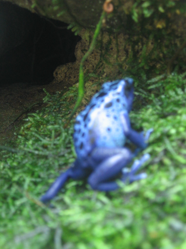 Poisonous Frog, Atlanta Botanical Gardens Robert Kimberly Flickr