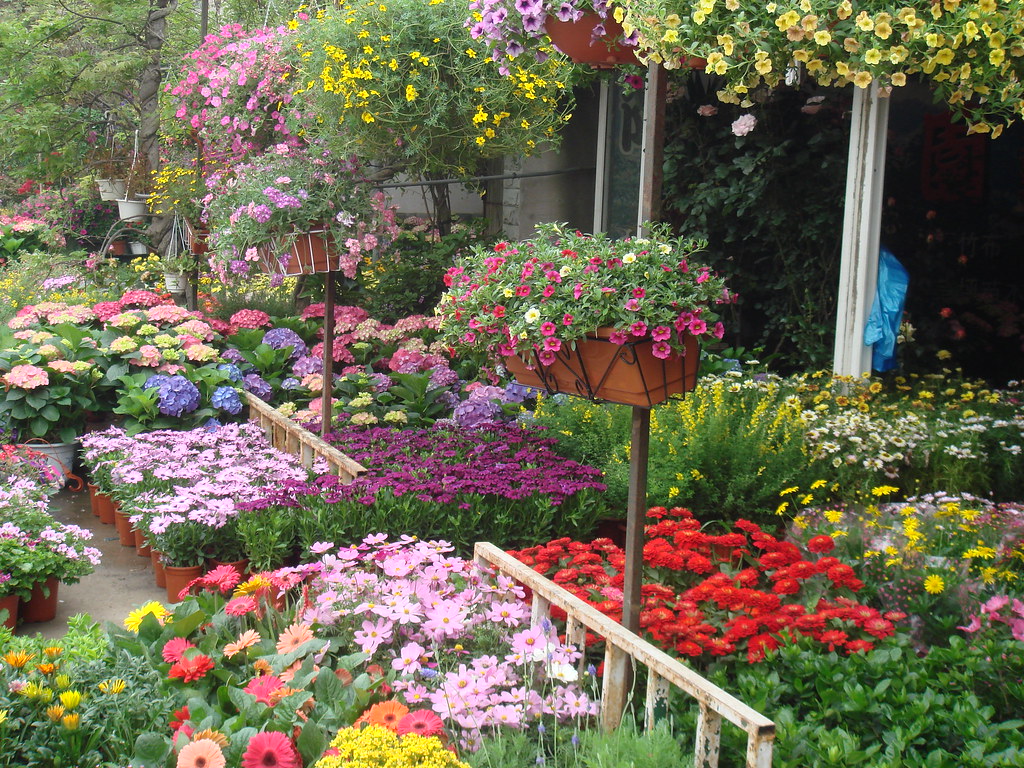 beautiful flowerHongqiao flower market 万紫千红总是春,春天的花儿灿烂的开放… Zeping