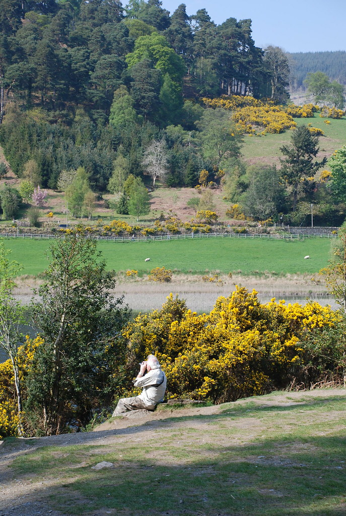 Glendalough trail toward lakes I'm pretty sure the yello… Flickr