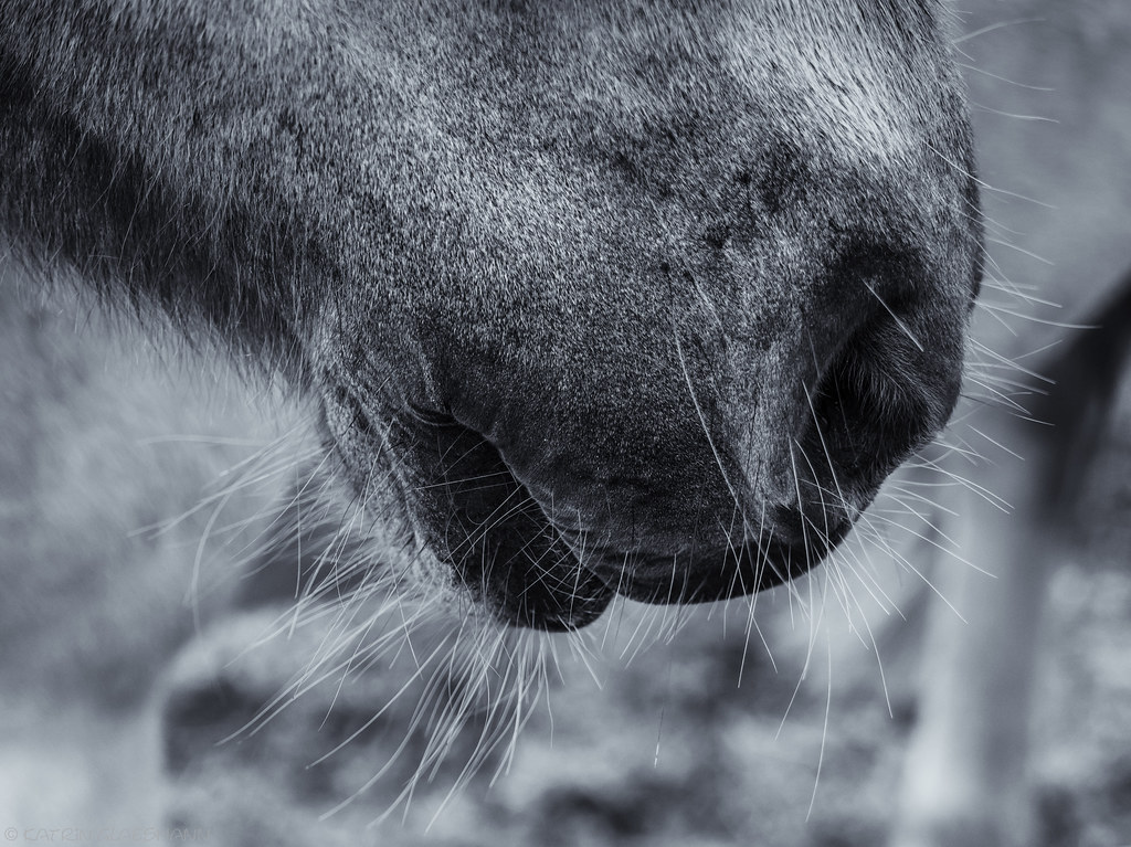 Do horses have whiskers? Some details of the horses we met… Flickr