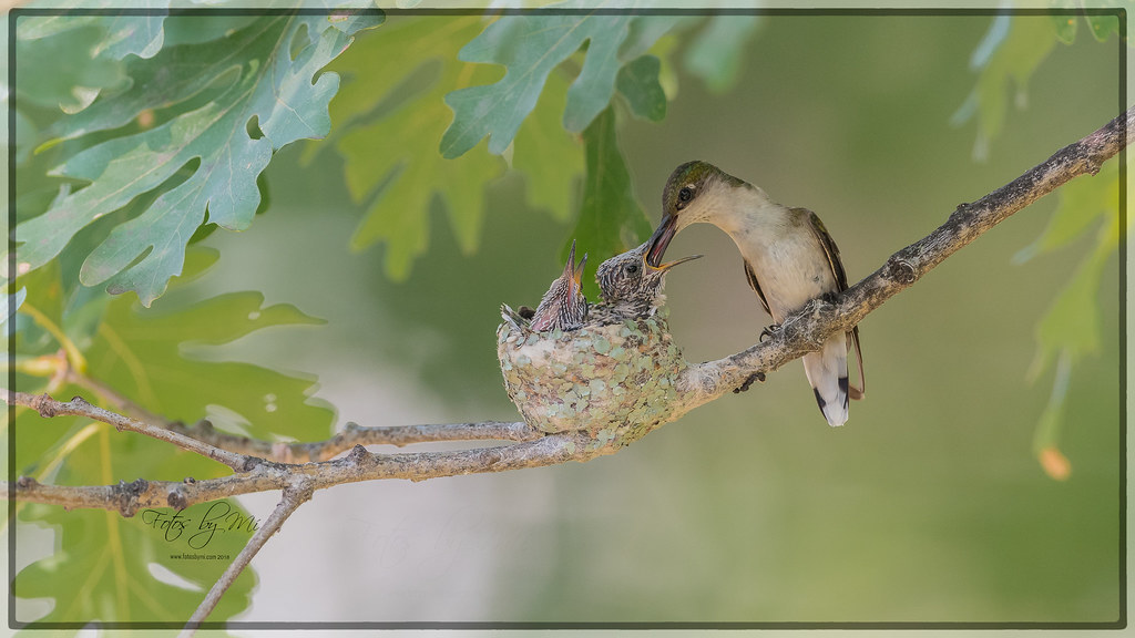 Feeding Time RubyThroated Hummingbird RubyThroated Hum… Flickr