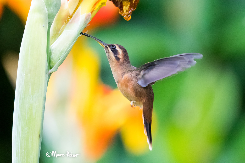 Stripe Throat Stripethroated Hermits pierce flowers to dr… Flickr