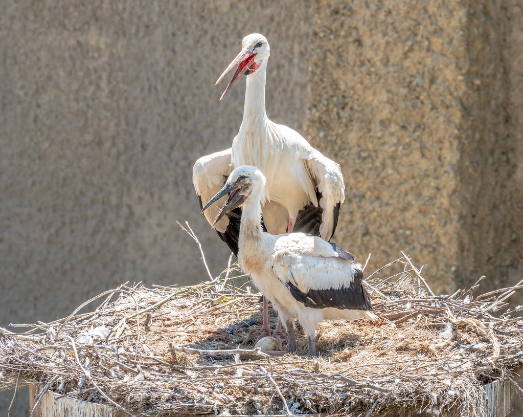 Stork parent and young Ramon2002 Flickr