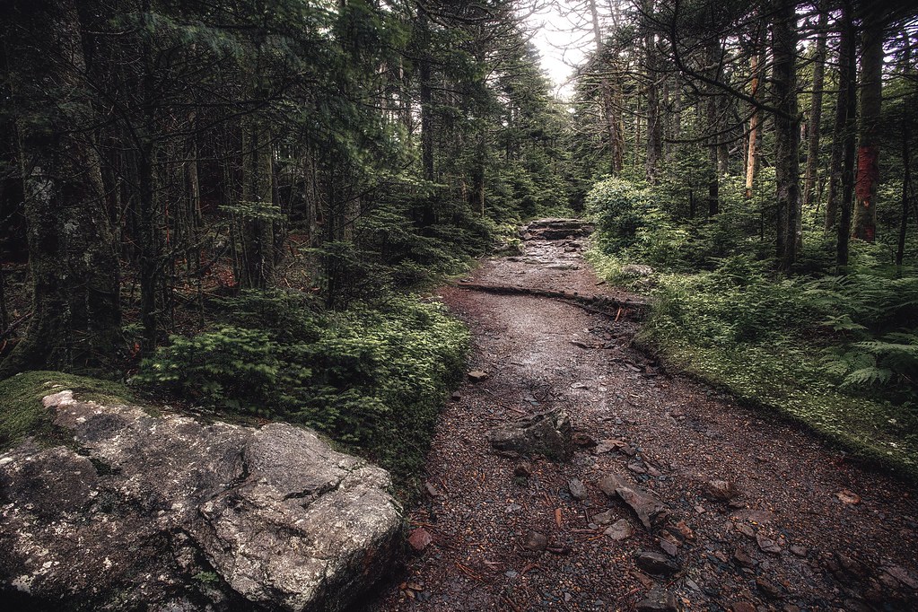 Foggy Hike on Roan Mountain Cloudland Trail Took a frien… Flickr