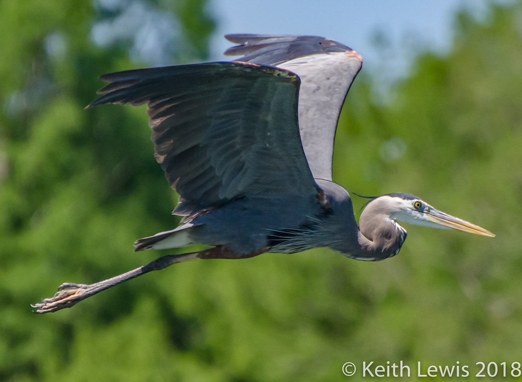 unfurled wings * When these huge birds are flying across y… Flickr