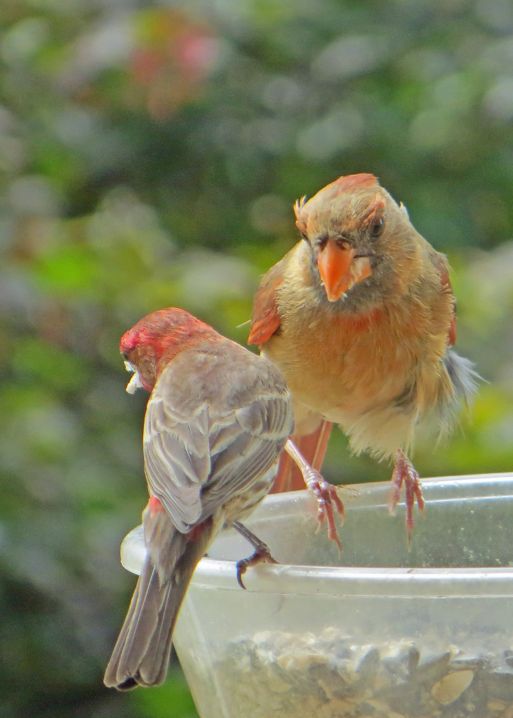 Northern Cardinal and House Finch Usually these two types … Flickr