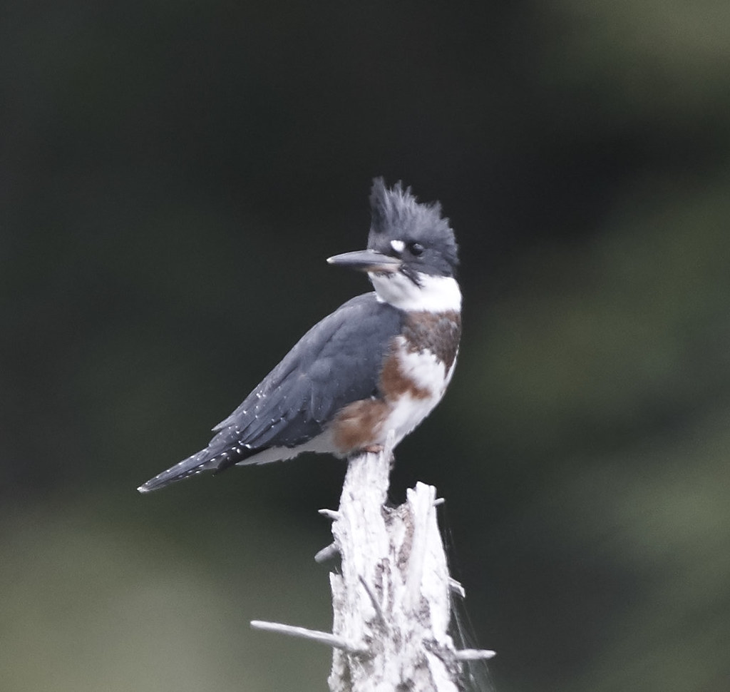 Belted kingfisher Maine Vladimir and Elena Dotsenko Flickr
