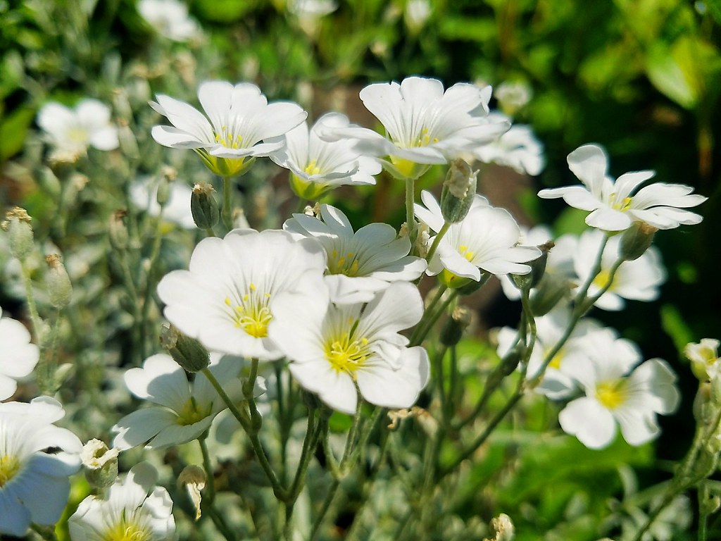 Snowinsummer flowers or Cerastium tomentasum.The herbac… Flickr