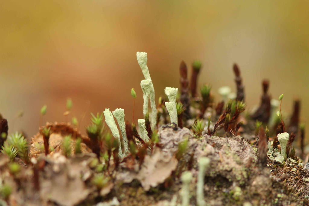 Lichens Rabbit Lake, Saskatchewan Lichens. Photographed … Flickr