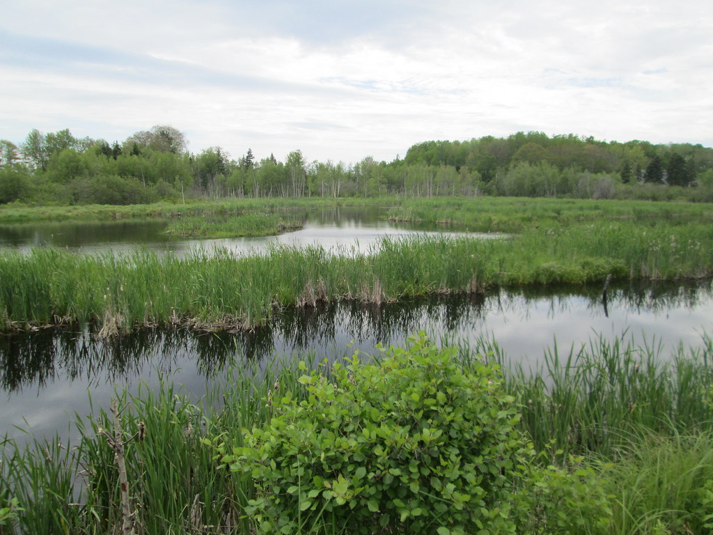 Wetlands near Tatamagouche, NS June 16, 2018. Along The Gr… Flickr