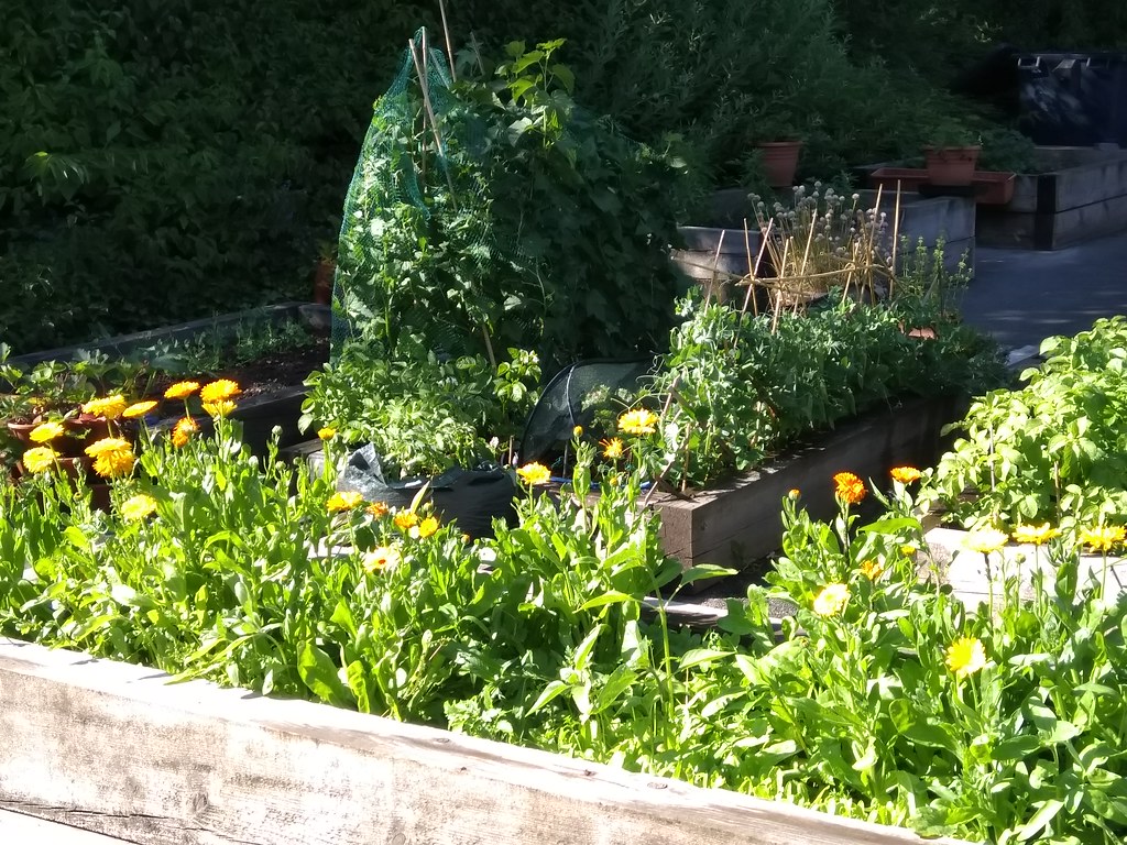 My Three Planting Beds My QVC Garden 2018 My Three Planti… Flickr