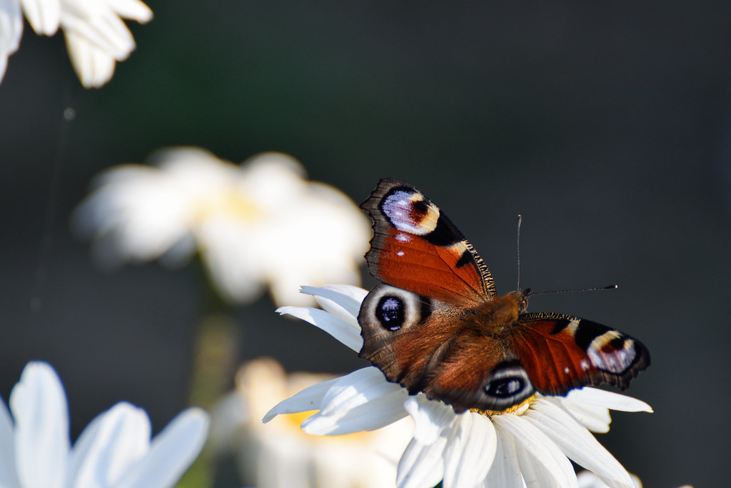 Peacock Butterfly german Tagpfauenauge phagileo Flickr