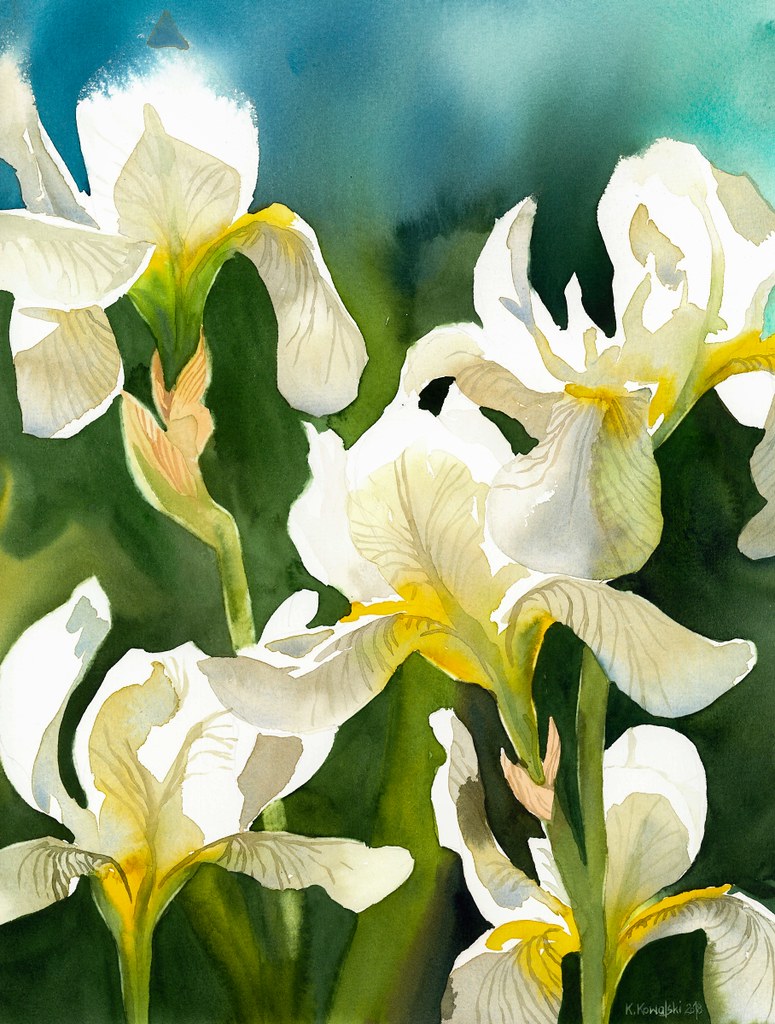 White irises White irises, 39 x 30 cm, 15.3 x 11.8 in. Wat… Flickr