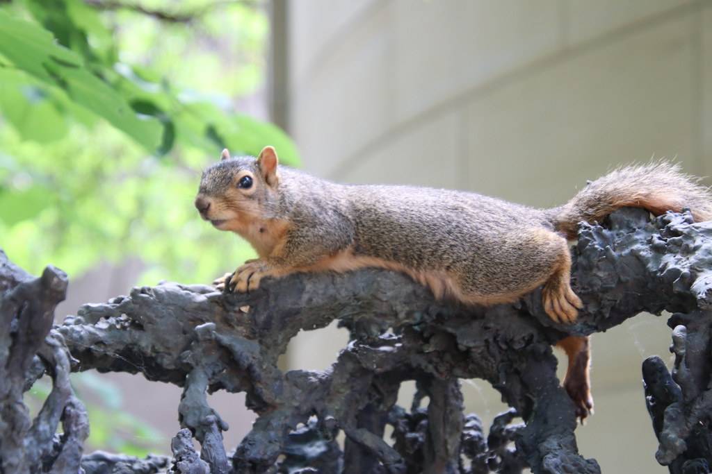 Squirrels on a Hot Day in Ann Arbor at the University of M… Flickr