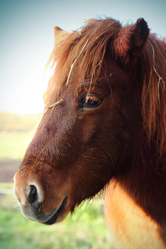 Ginger Horse Krasniza Flickr