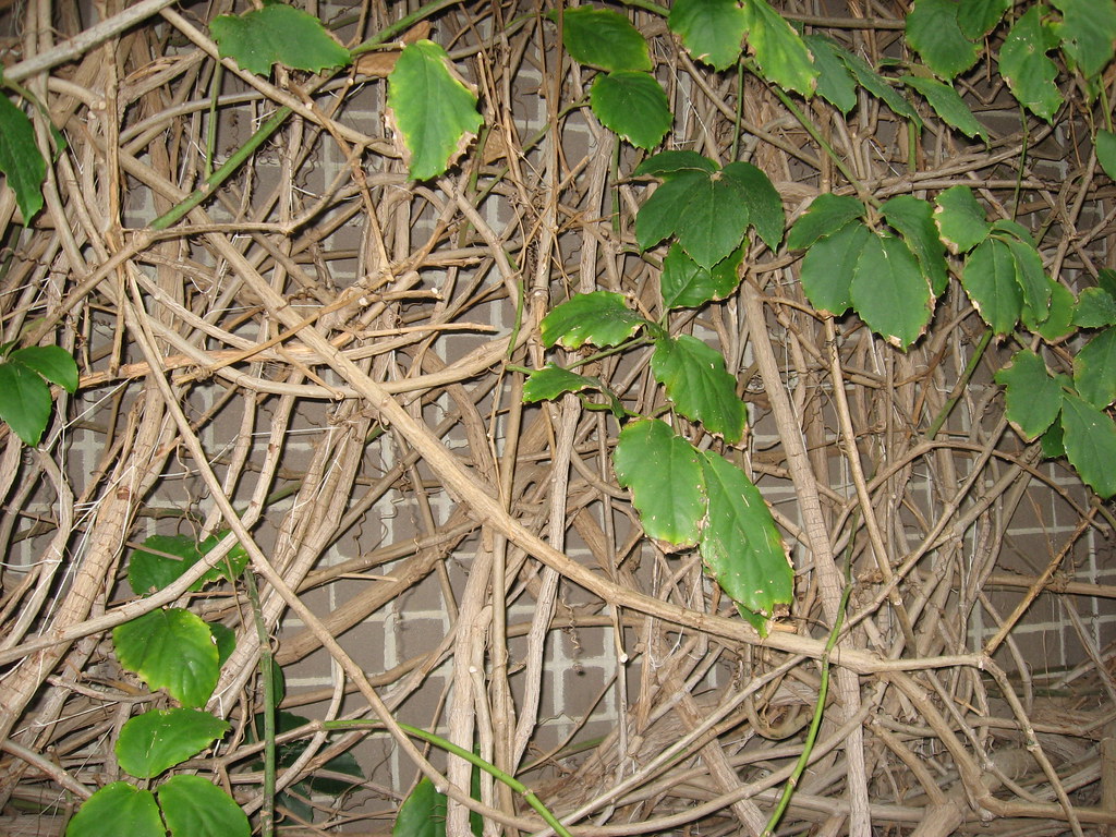 vines Franklin Conservatory, Columbus, Ohio, 2007 Grace Hatfield