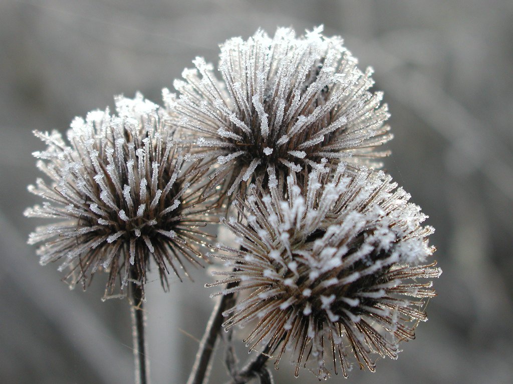 EisDisteln sanderzwei Flickr