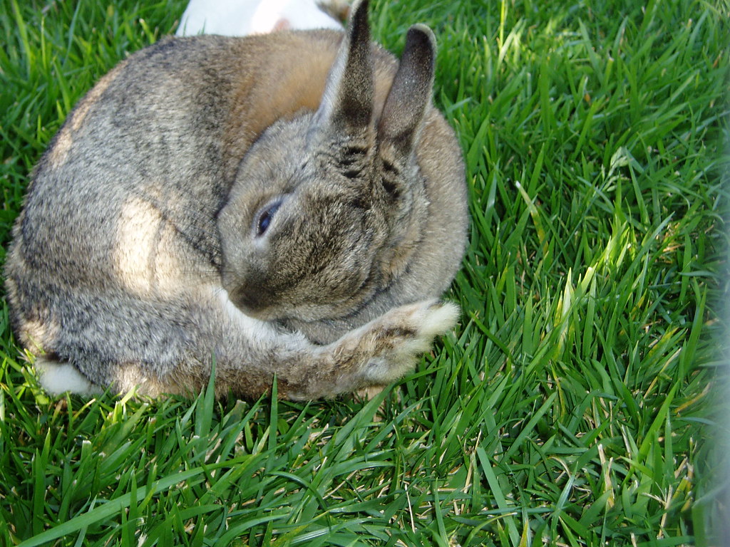 Binky, the Obsessively Hygienic Rabbit This is Binky, or B… Flickr