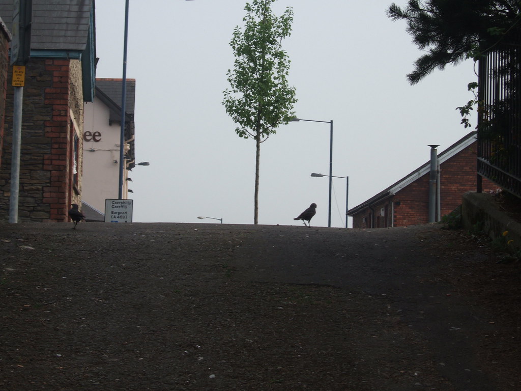 Raven on the street in Ystrad Mynach a photo on Flickriver
