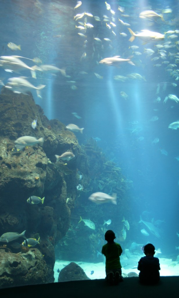 Watching fish, Kuwait aquarium Picturejourneys Flickr