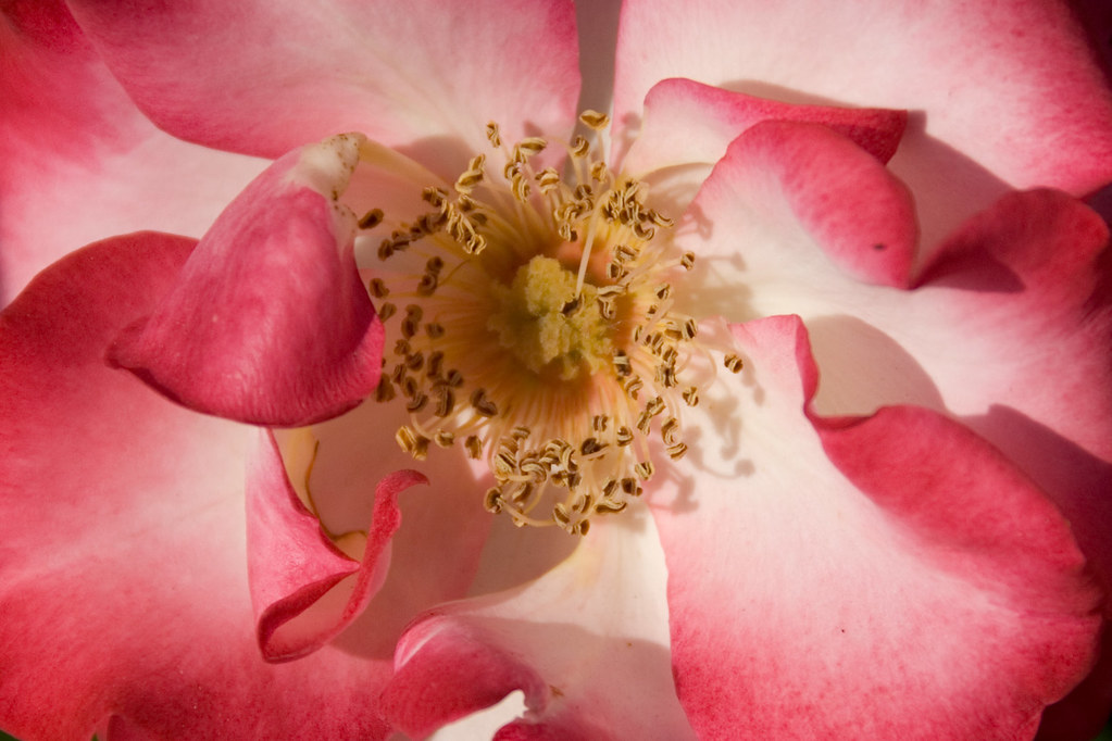 Guadalupe Heritage Rose Garden 6 Beautiful rose shot take… Flickr