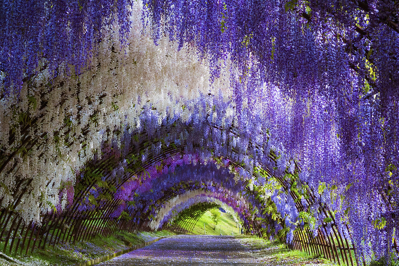 10+ Wisteria Tree Tunnels You Can Only Find in Japan