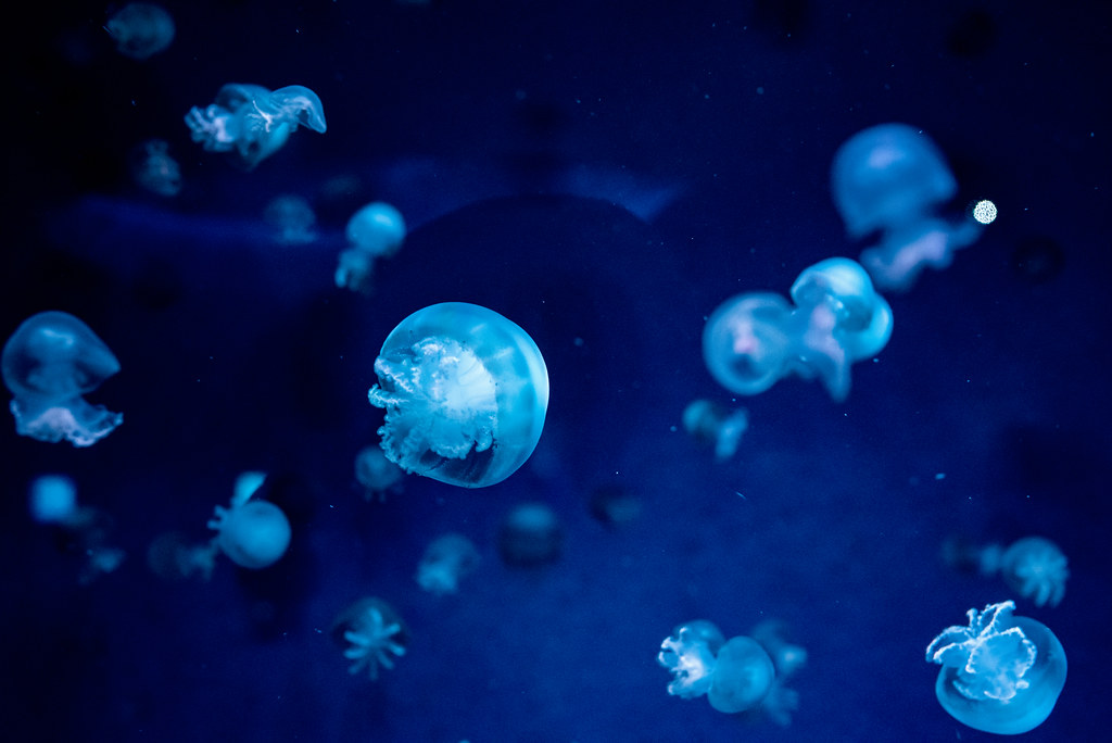 Cannonball Jellyfish (Stomolophus meleagris) of Enoshima A… Flickr