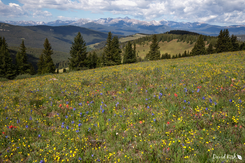 Shrine Pass Flowers We hike to Shrine Pass every year (usu… Flickr