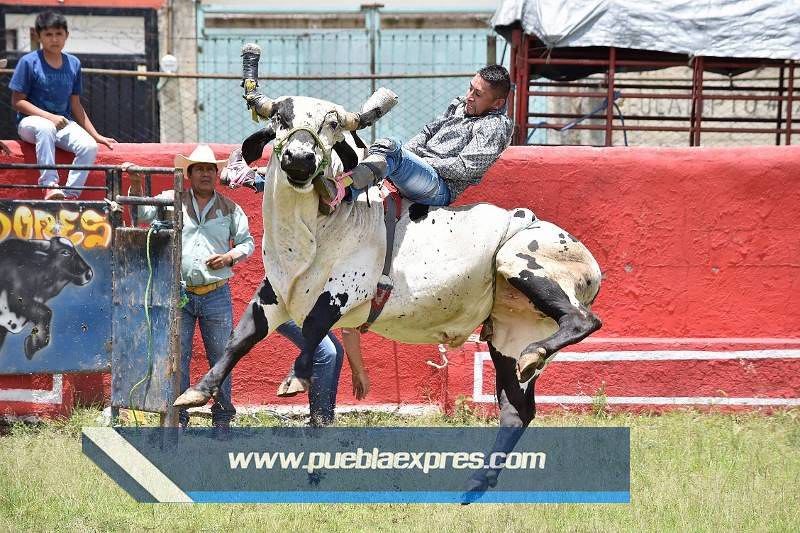 fusión Buscar a tientas Hombre rico cuanto pesa un toro de jaripeo