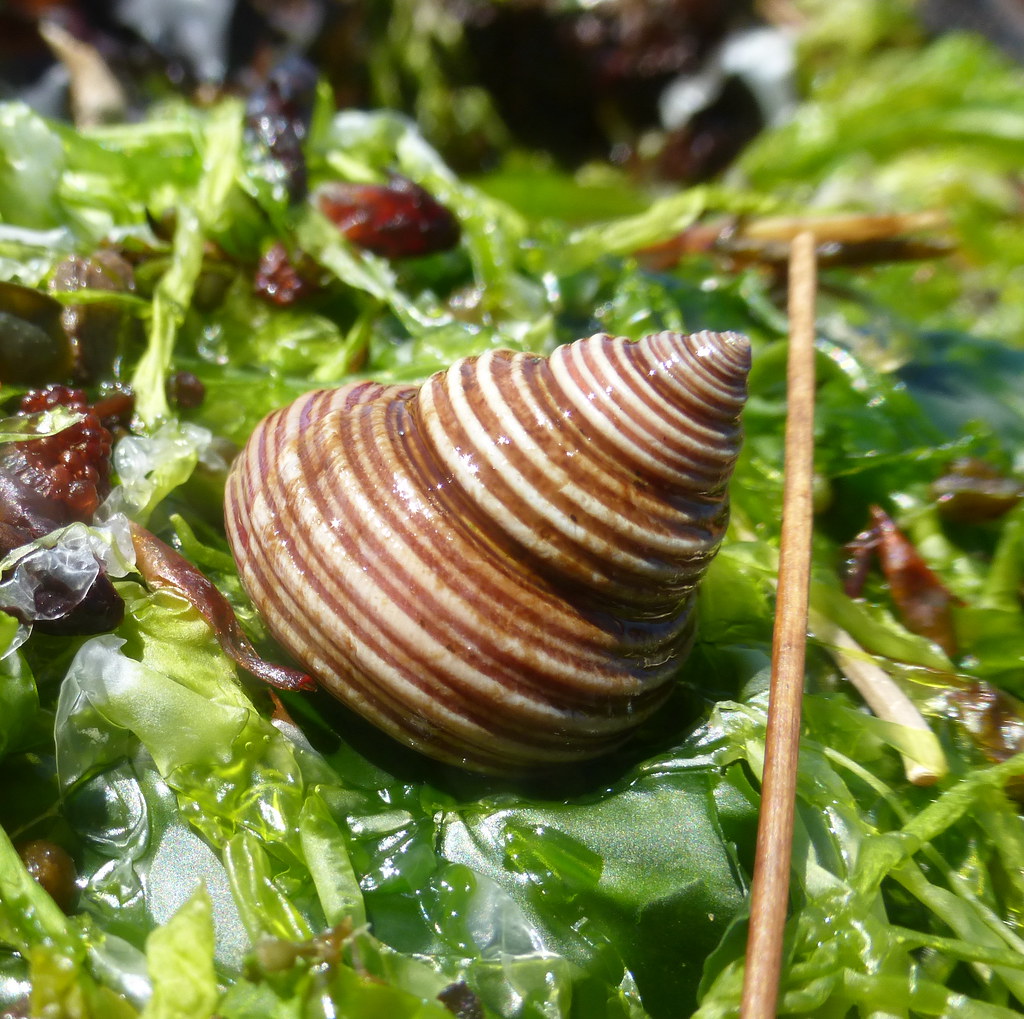 Topsnail, Willow Point Reef, Campbell River, BC. Shari Green Flickr