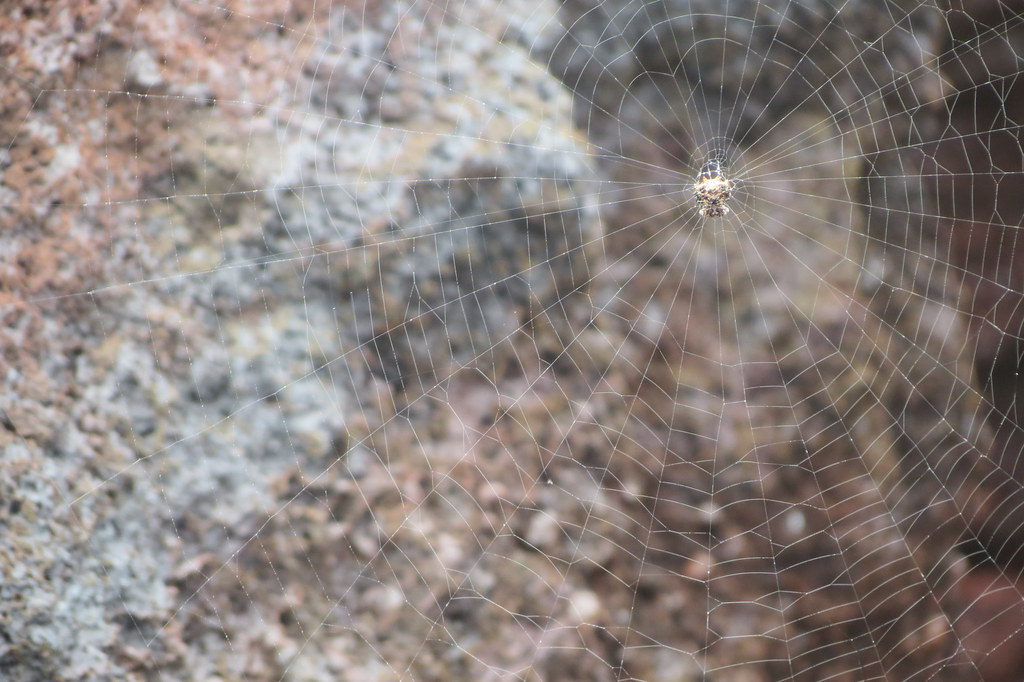 IMG_3975 Mila Zinkova Flickr