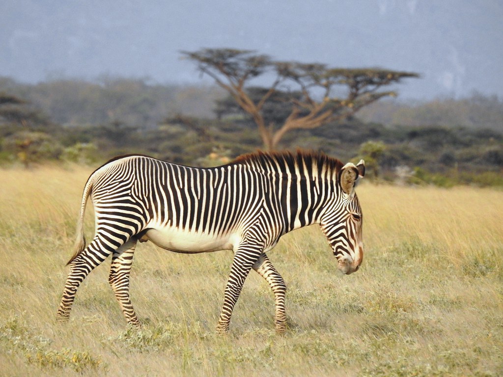 7642ex Grevy's Zebra Endangered species. Lives primarily n… Flickr