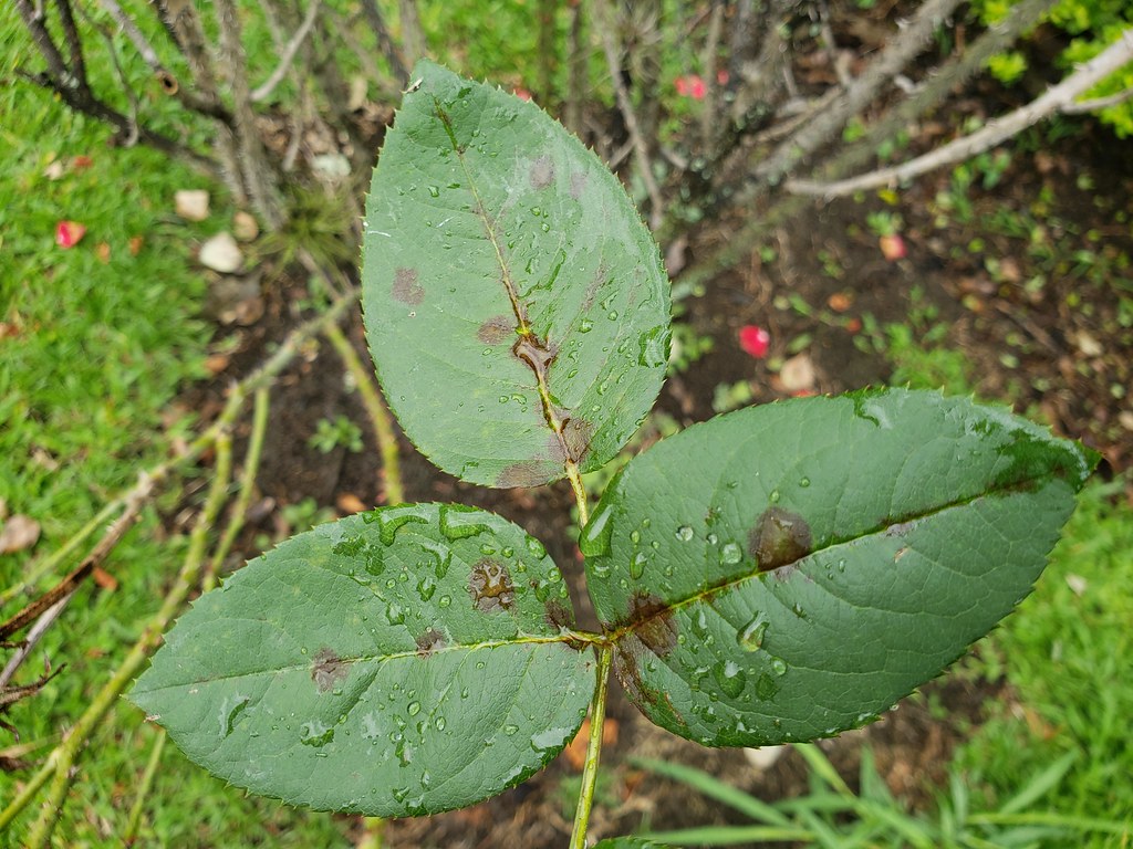 Rose (Rosa sp.) Black spot Pathogen Diplocarpon rosae Re… Flickr